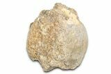 Fossil Mosasaur (Platecarpus) Vertebra - Kansas #382048-1